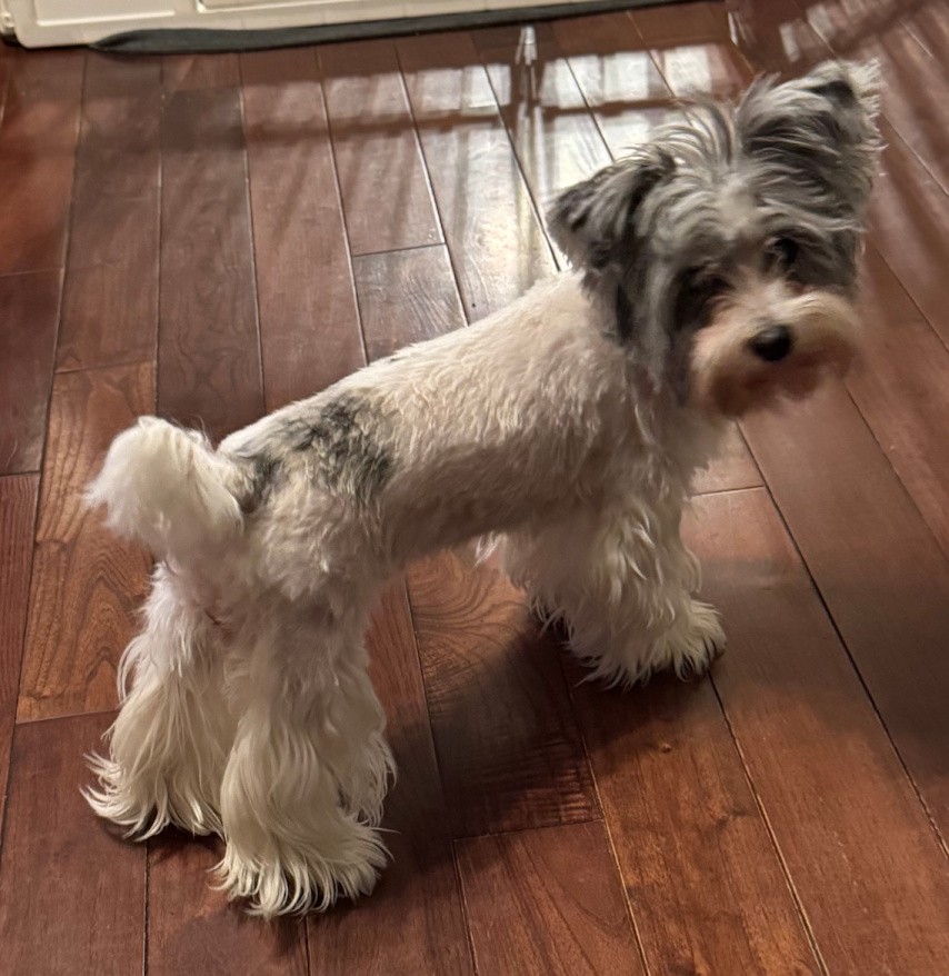 KB Black, Sable, Blueberry Merle That Carries Chocolate, Parti & Blonde Female Yorkie, Mia